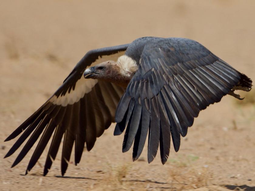 Nature cyclones blow to vultures too | ‘निसर्ग’चा गिधाडांनाही फटका; वादळात झाडांबरोबर घरटी नष्ट