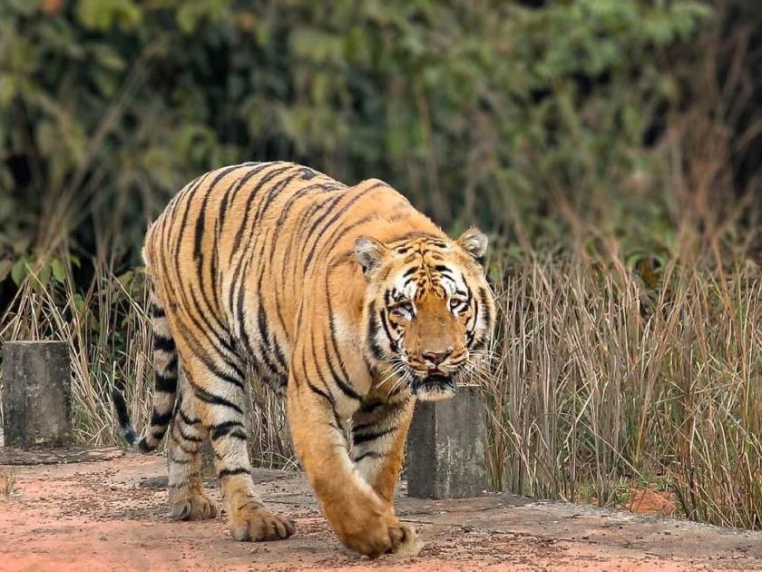waghdoh the legendary tiger dies in sinhala forest of tadoba tiger reserve | Waghdoh Tiger : ताडोबाची शान असलेल्या 'वाघडोह' वाघाचा मृत्यू; वन्यप्रेमी हळहळले