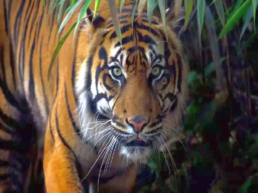 one more killed in Tiger attack in desaiganj tehsil | मशरूम गोळा करण्यासाठी जंगलात जाणे 'त्याच्या' जीवावर बेतले; वाघाने झडप घालून फरफटत नेले