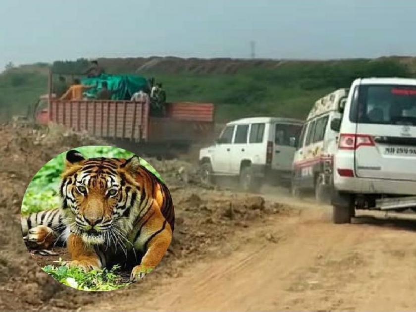 The man-eater tigress which killed two people in wani area captured | दोघांचा बळी घेणारी 'ती' नरभक्षक वाघिण अखेर जेरबंद; नागरिकांनी सोडला सुटकेचा नि:श्वास