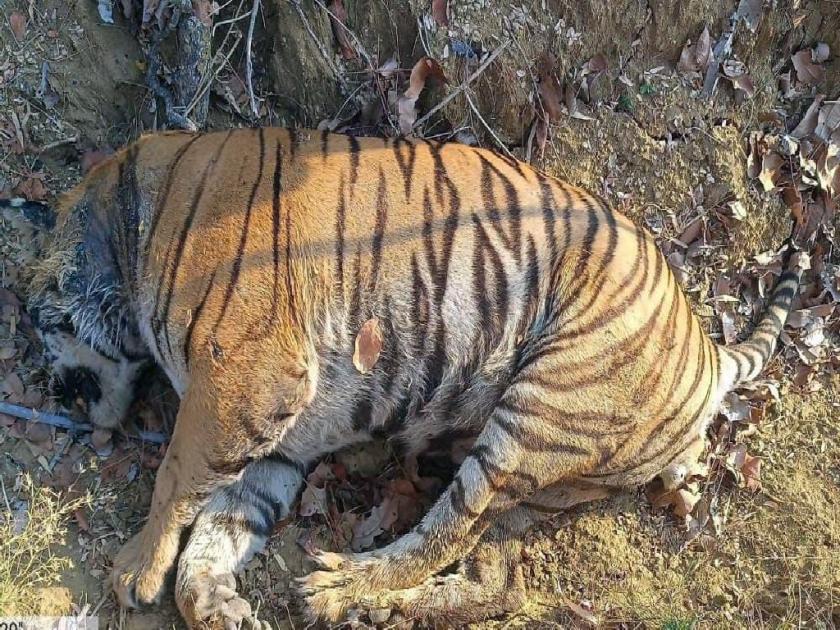 One dies in a fight between two tigers; Incident in Chandrapur forest area in Tadoba buffer zone | दोन वाघांच्या झुंजीत एकाचा मृत्यू; ताडोबामधील चंद्रपूर वनपरिक्षेत्रातील घटना