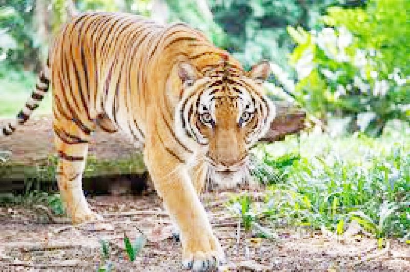 7 people arrest in nagpur for smuggling tiger organs | वाघाच्या अवयवांची तस्करी करणारे ७ आरोपी अटकेत