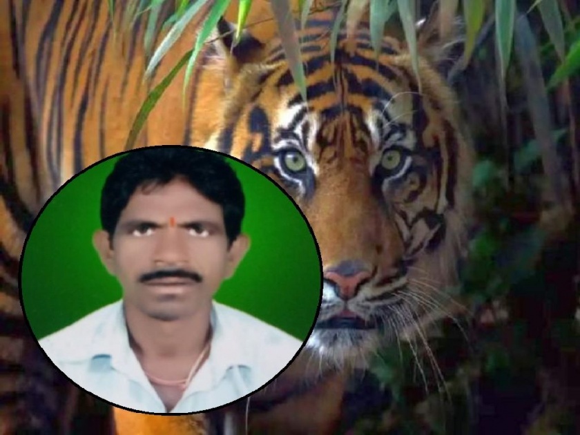Farmer killed in tiger attack while collecting firewood in forest | जंगलात सरपण गोळा करताना वाघाचा हल्ला; शेतकरी ठार