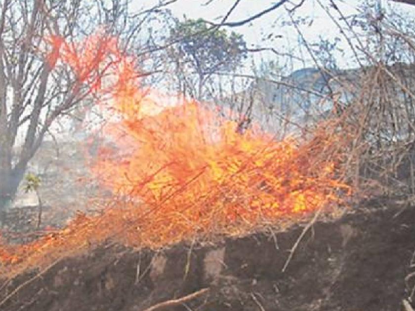 Two animals were killed in the wildfire in wai satara | वणव्याने घेतला दोन मुक्या जिवांचा बळी, वाईत वणव्याच्या घटना वाढल्या