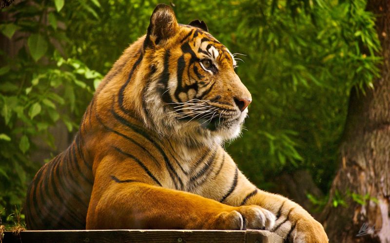 Tiger week begins with the nectar festival of freedom | स्वातंत्र्याच्या अमृत महोत्सवांतर्गत व्याघ्र सप्ताहाला प्रारंभ