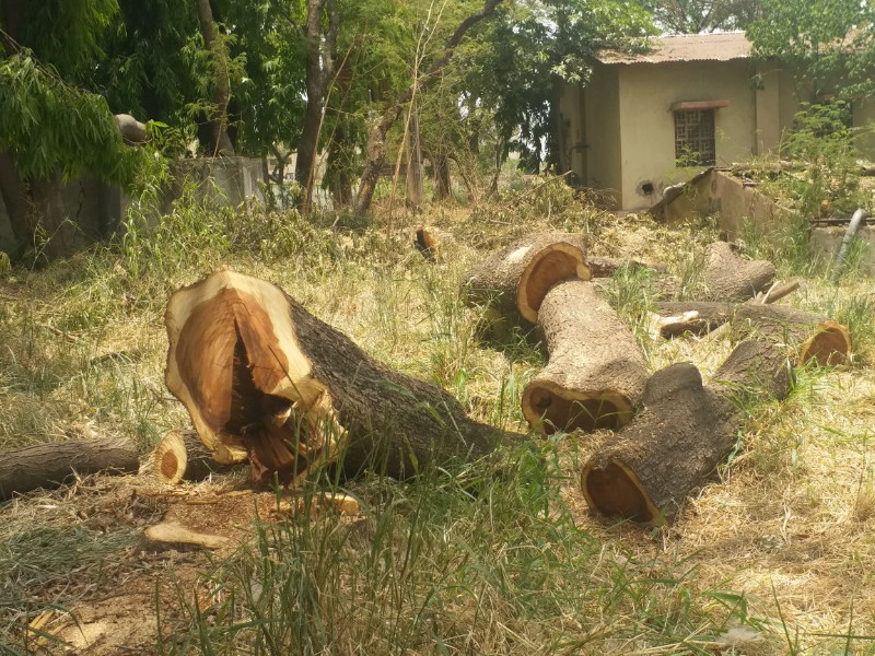 Slaughter of trees in walu mata area in Tathawde | ताथवडे येथील जनावरांची जोपासना करणाऱ्या क्षेत्रात वृक्षांच्या राजरोसपणे कत्तली