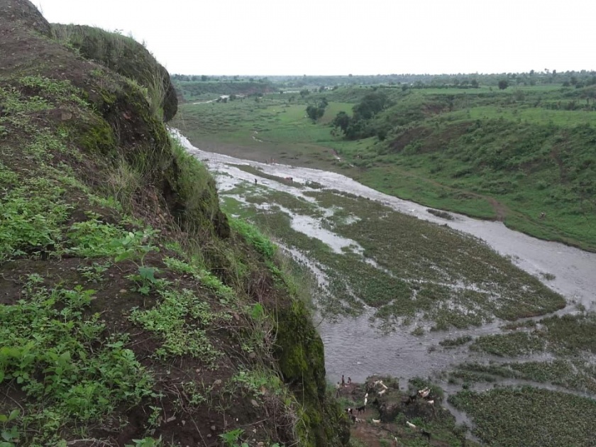 van river poluted by jal kumbhi telhara | वान नदीला जलकुंभी चा वेढा 