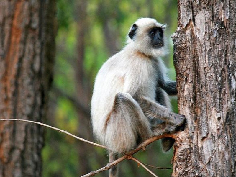 Party by hunting monkeys; Shocking incident at Junnar | 'क्रौर्याची परिसीमा', वानराची शिकार करुन केली पार्टी ; जुन्नर येथील धक्कादायक घटना  