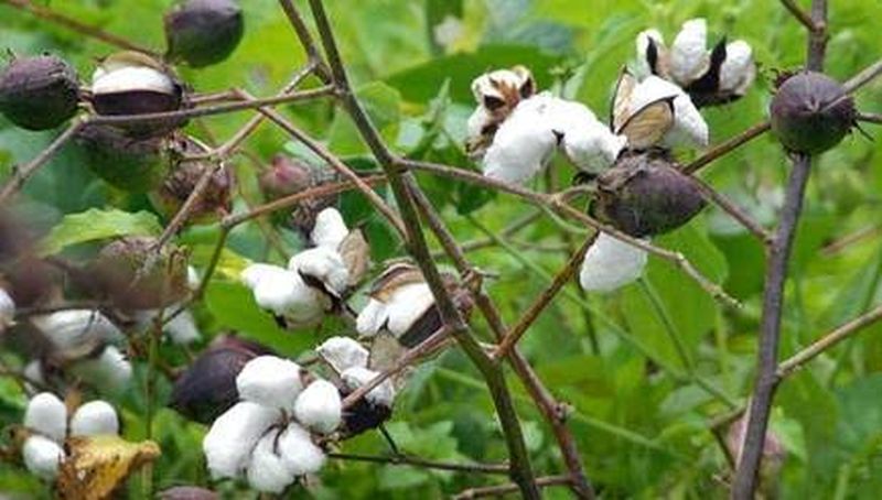 Cotton production will decline! | कापसाचे उत्पादन घटणार!