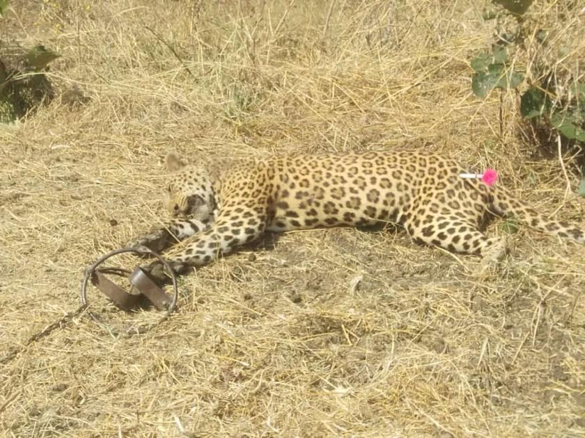 leopards caught in hunting trap the forest department took him into custody | शिकारीसाठी लावलेल्या सापळ्यात अडकला बिबट्या; वनविभागाने बेशुद्ध करून घेतले ताब्यात