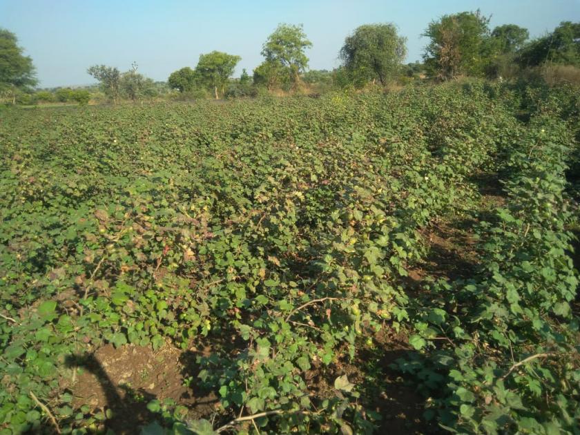 farmers' in Washim district Emphasis on cotton | वाशिम जिल्ह्यातील शेतकऱ्यांचा कपाशीच्या फरदडीवर जोर 