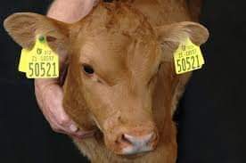 We did ear tagging of the animals; Ranchers, when will you do the tagging? | आम्ही जनावरांचे ईअर टॅगिंग केले; पशुपालकांनो, तुम्ही कधी करणार टॅगिंग?