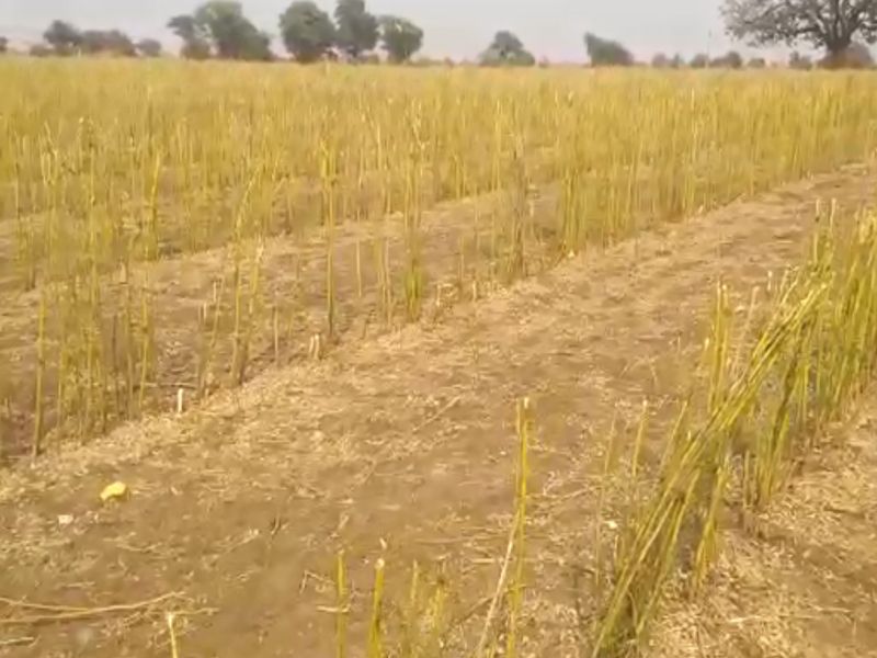 Work of farm paddy in Washim district is pending! | वाशिम जिल्ह्यात शेत मशागतीची कामे प्रलंबित !