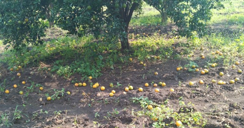 Damage to orange orchard in Washim district | मुंगळा परिसरात संत्रा बागेचे नुकसान