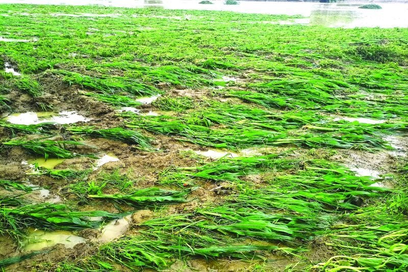 Damage to kharif crops on 3200 hectares due to heavy rains | अतिवृष्टीमुळे ३२०० हेक्टरवरील खरीप पिकांचे नुकसान