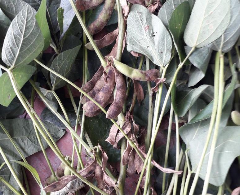 Farmer 'anxious' due to soyabean disease! | सोयाबिनवरील करपा रोगामुळे शेतकरी ‘चिंतातूर’!