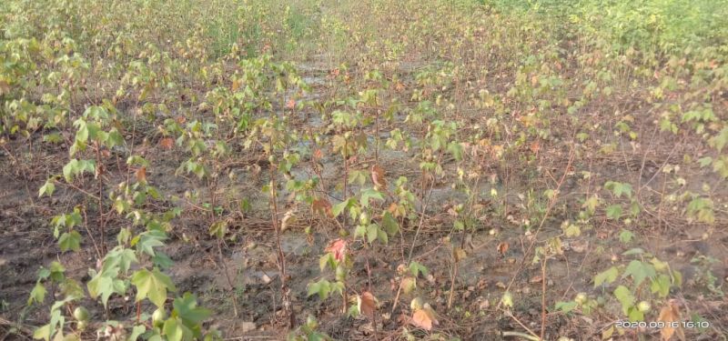 Cotton in an area of 40 hectares was destroyed by heavy rains | अतिपावसाने उद्धस्त झाली ४० हेक्टर क्षेत्रातील कपाशी  