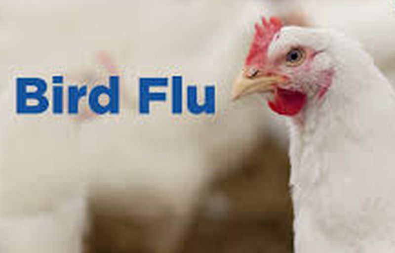 Bird flu kills chickens in Washim district | वाशिम जिल्ह्याती सोनखास शिवारात ‘बर्ड फ्ल्यू’मुळे कोंबड्यांचा मृत्यू 