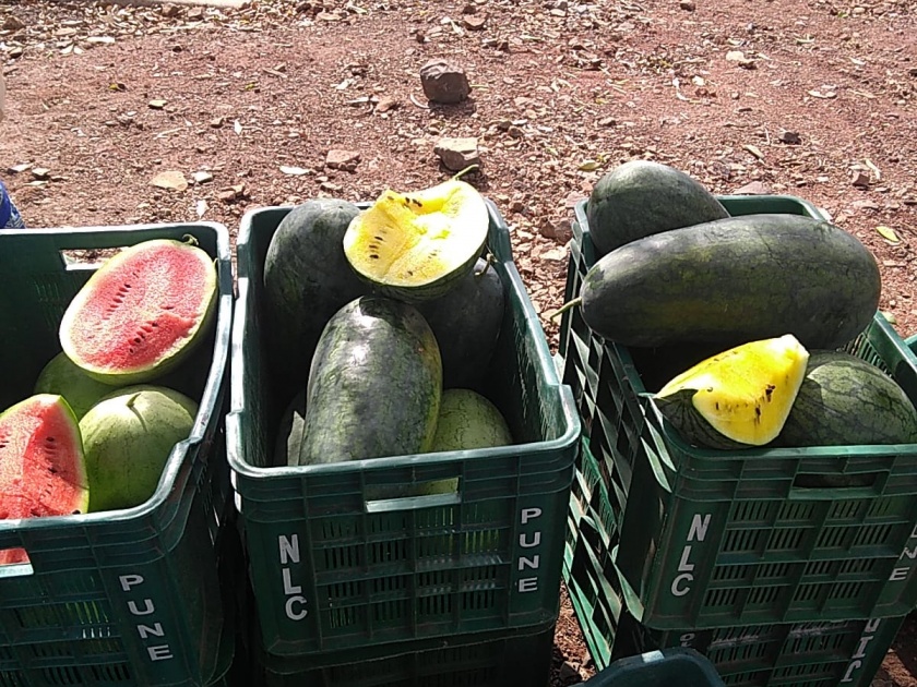 CoronaVirus Lockdown: Exported fruits rot in fields due to lockdown, farmers lose | CoronaVirus Lockdown : निर्यात होणारी फळं लॉकडाऊनमुळे शेतात कुजली, शेतकऱ्यांचे नुकसान