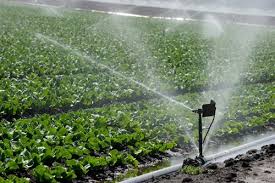 This year, there is no water for irrigation | यावर्षी वऱ्हाडात रब्बी, उन्हाळी पिकांना सिंचन नाही