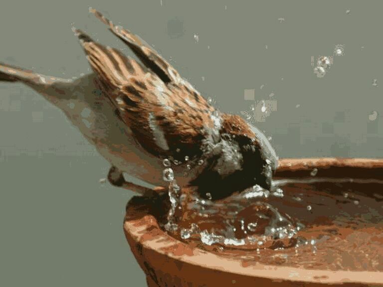 Drinking water for peacocks from youngsters in Ghorwad area | घोरवड परिसरात तरूणांकडून मोरांसाठी पाण्याची सोय