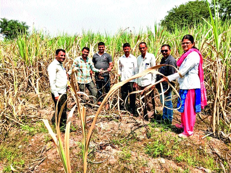 Infernal growth on sugarcane crop | ऊस पिकावर हुमणीचा प्रादुर्भाव