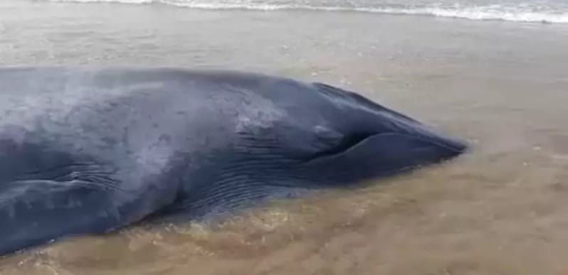 baby whale beaches in ganapatipule efforts to save | गणपतीपुळेत व्हेल माशाचे पिल्लू किनाऱ्यावर, वाचवण्यासाठी प्रयत्न