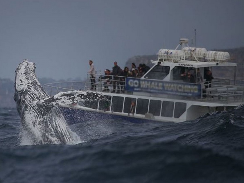 This giant whale breached out of the ocean people are shocked video viral | व्हेल माशाचं असं रूप पाहून अवाक् झाले लोक, व्हिडीओ व्हायरल