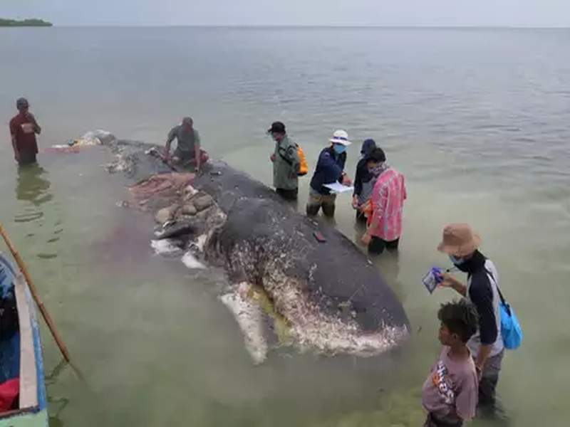 dead whale found in indonesia had swallowed 1000 pieces of plastic | इंडोनेशियात व्हेल माशाचा मृत्यू; पोटात सापडलं 6 किलो प्लास्टिक