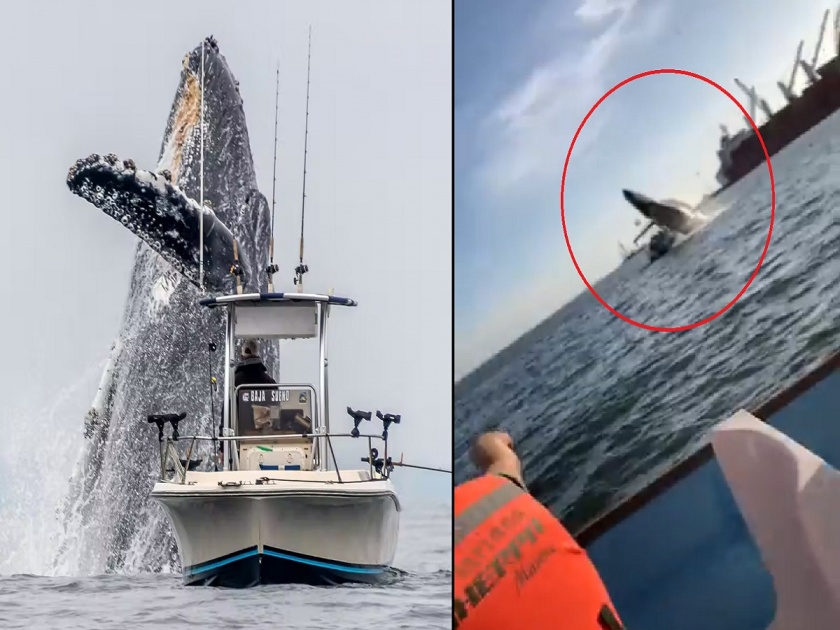 Viral Whale Video: Whale jumps on boat, breaks limbs of tourists | Viral Whale Video: व्हेल माशाने अचानक बोटीवर मारली उडी, पर्यटकांच्या हाता-पायाची हाडे तुटली