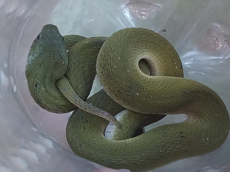 Poisonous snake at the house of Nilam gorhe | निलम गाेऱ्हेंच्या घरी विषारी साप