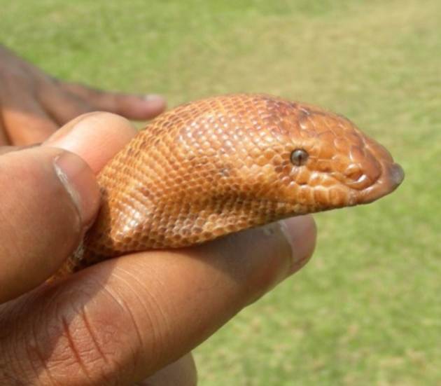 Mandul snake trafficking from Madhya Pradesh to maharashtra | मध्यप्रदेशातून होतेय मांडूळ सापाची तस्करी