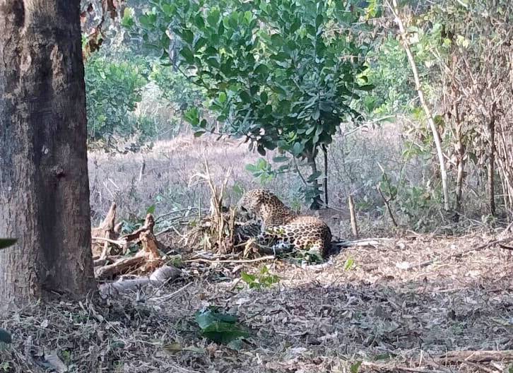 leopard stuck in trap finally got free in Dodamarg | दोडामार्गात फासकीत अडकलेल्या बिबट्याची अखेर सुटका