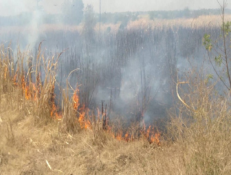 fire in sugarcane farm at patoda | पाटोदा शिवारात शॉर्टसर्किटने चार एकर ऊस जळून खाक