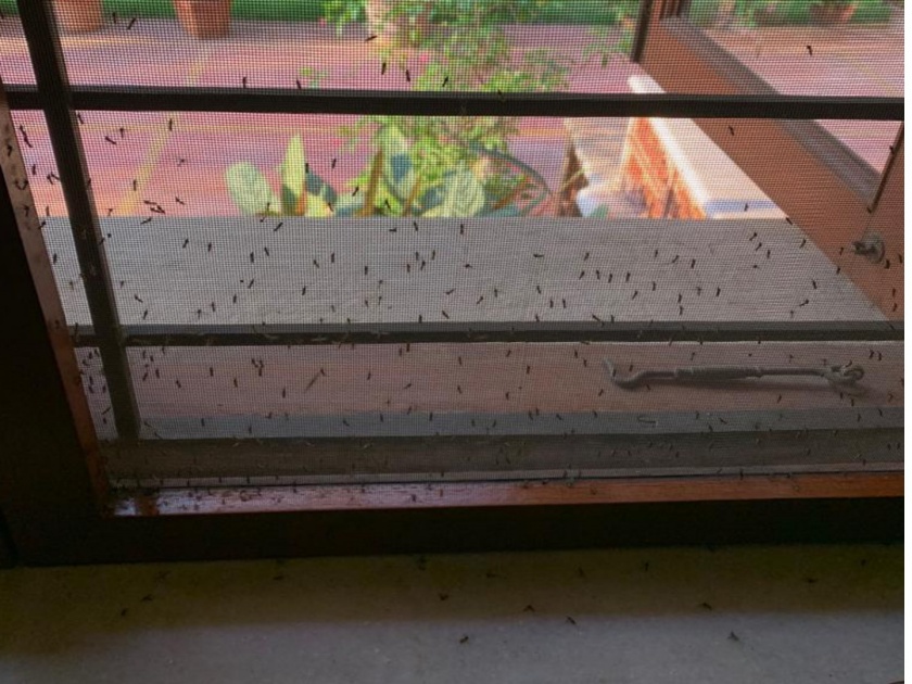 Increase in the number of mosquitoes in pune | जलपर्णीमुळे डासांच्या संख्येत वाढ ; पुणेकर हैराण