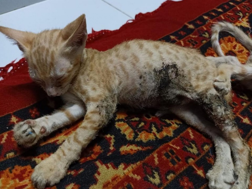 Shocking kitten burned for fun; The youth is arrested | धक्कादायक! मजेसाठी जाळले मांजरीच्या पिल्लांना; तरुणाला अटक 