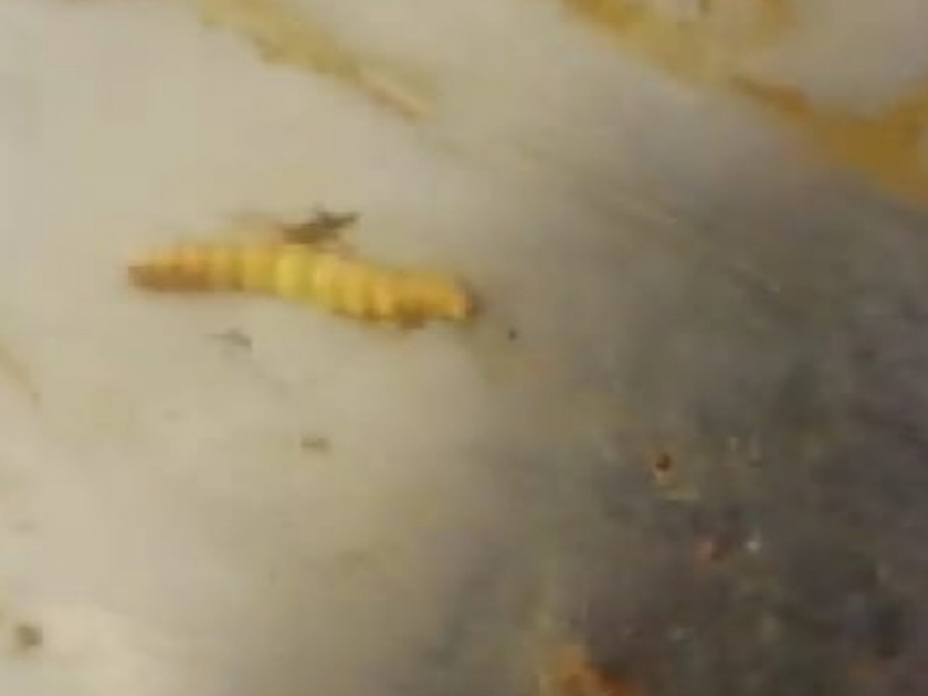 The larvae found in the SP's Biryani House meal | पुण्यातील नामांकित एसपीज बिर्याणी हाऊसच्या जेवणात आढळली अळी