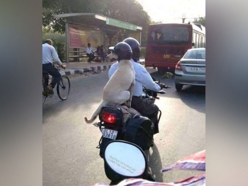 Helmet-wearing dog's bike ride: This viral photo is winning people's heart | Viral Photo : हेल्मेट परिधान केलेल्या श्वानाने जिंकली मने