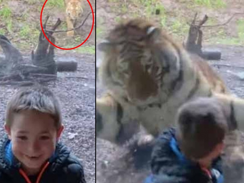 Video: The tiger was slowly approaching while taking a small boy photo | Video: फोटो काढत असताना वाघाने चिमुरड्यावर घेतली झडप अन्...