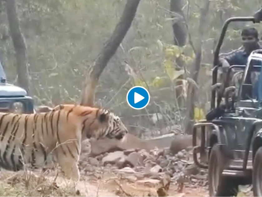 Tiger on road in front of car, Tadoba tiger project | ढाण्या वाघाच्या रस्त्यातच गाडी उभी केली, ताडोबाची दारं कायमची बंद झाली!; व्हिडीओ व्हायरल