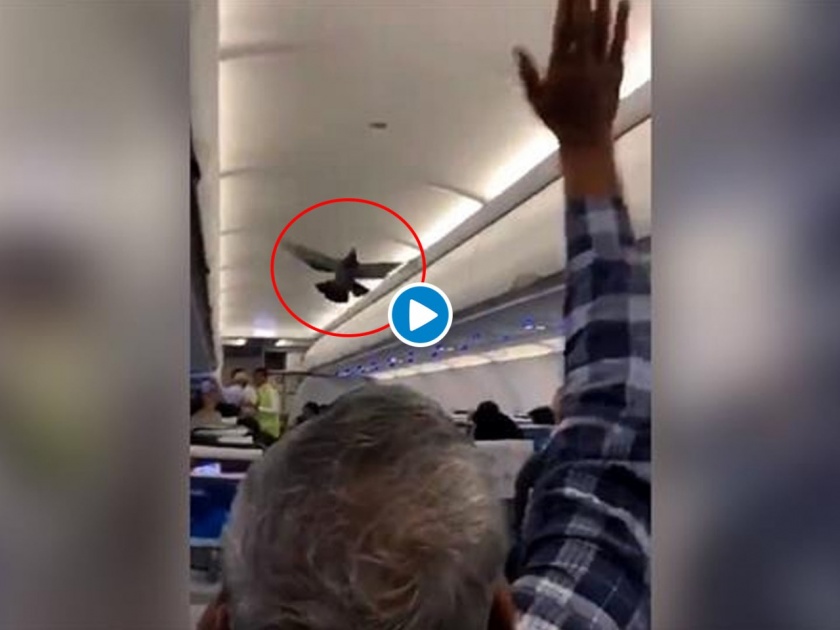 the pigeon entered the go air flight coming from ahmedabad to jaipur SSS | Video : कबुतर जा, जा, जा! 'गो-एअर'च्या विमानात शिरलं कबुतर अन्...