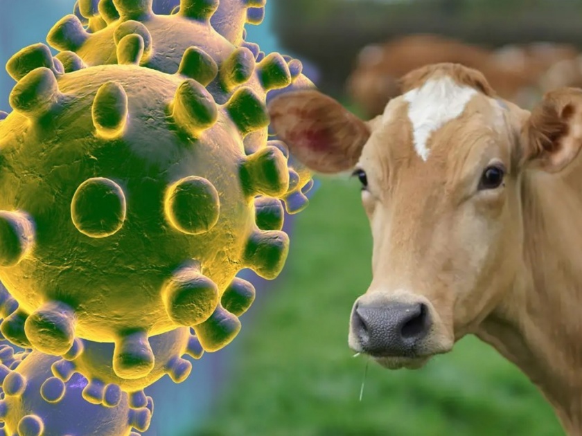 corona virus cow dung and urine selling at 500 rupees per kg SSS | Coronavirus : ...म्हणून गायीच्या दुधापेक्षा गोमूत्र, शेणाला मिळतोय इतका भाव