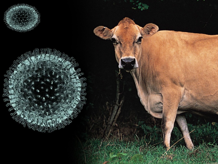 Corona virus: Man arrested for selling cow urine in west bengal myb | Corona virus : कोरोनाचं औषध सांगून ५०० रुपयांना गोमूत्र विकणाऱ्या भामट्याला अटक