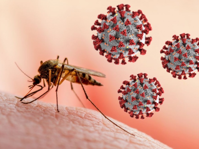 CoronaVirus : know facts The mosquito bite also spreads Corona | CoronaVirus :डास चावल्यानं सुद्धा पसरतो कोरोना, किती तथ्य आहे यात ?