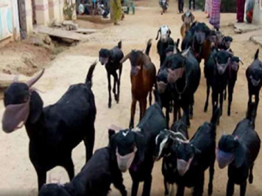 CoronaVirus : Man tie masks on goats as protection news from andra pradesh myb | CoronaVirus : कोरोनापासून बचावासाठी बकऱ्यांना 'असा' तयार केला मास्क