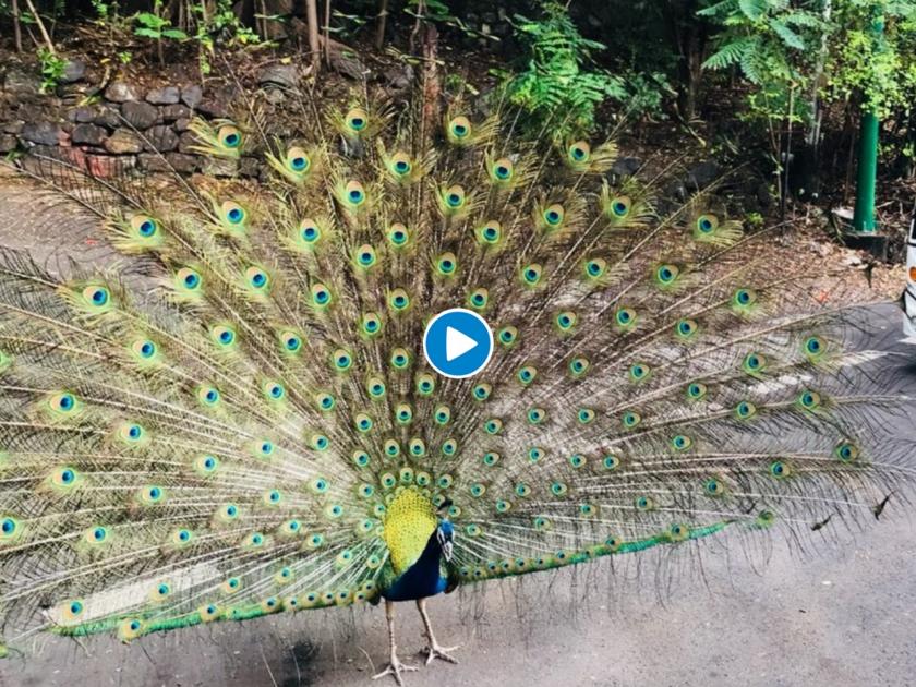 video of dancing peacock will reduce your stress in time of lockdown myb | पावसात नाही तर चक्क उन्हाळ्यात मोराला नाचताना पाहून म्हणाल, वाह क्या बात है!