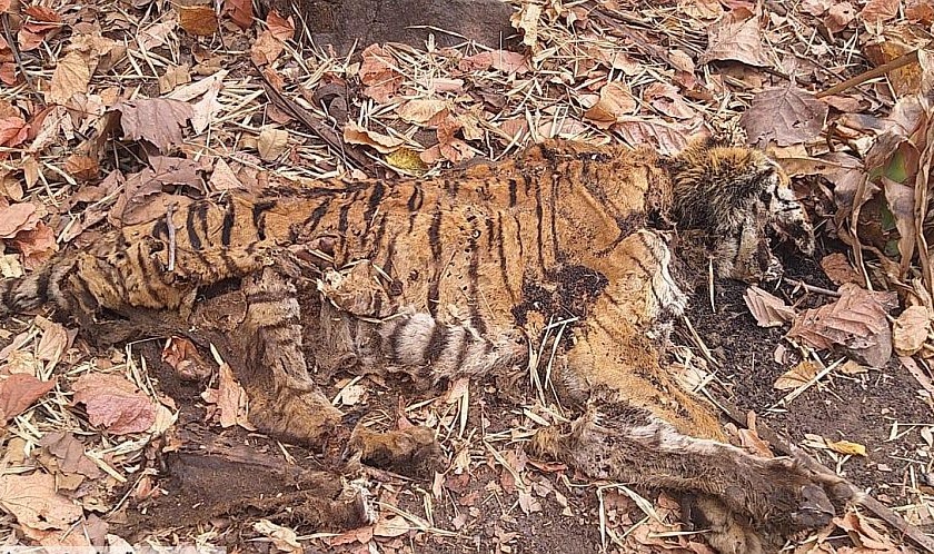 Maharashtra tiger dies in Madhya Pradesh; An inquiry into Corona's background | महाराष्ट्रातील वाघाचा मध्य प्रदेशात मृत्यू; कोरोनाच्या पार्श्वभूमीवर करणार चौकशी 