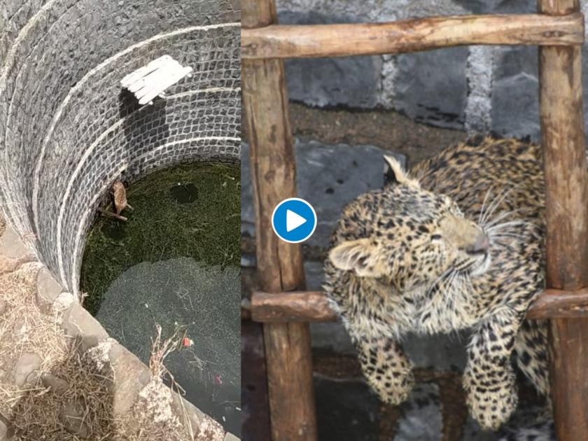 leopard rescued from well using wooden ladder pics goes viral myb | बापरे! विहीरीत अकडलेल्या बिबट्याला काढण्यासाठी केली 'अशी' आयडीया, बघा व्हायरल व्हिडीओ