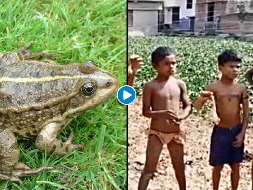 Coronavirus fact check claim children in jehanabad bihar are eating frogs SSS | Coronavirus : बापरे! भूक भागवण्यासाठी मुलं खातात बेडूक, जाणून घ्या व्हायरल Video मागचं सत्य