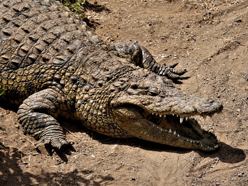 Mom saves three year old son from jaw crocodile by sticking fingers up reptiles nose in zimbabwe myb | मुलासाठी 'त्या' माऊलीने मगरीशी दिली झुंज, मगरीच्या नाकात बोट घालून वाचवला जीव